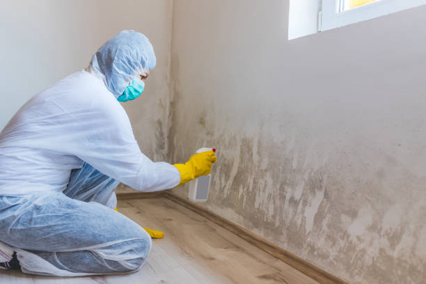 Licensed Basement Mold Remediation service in Holly Springs, NC - WQB Mold Removal