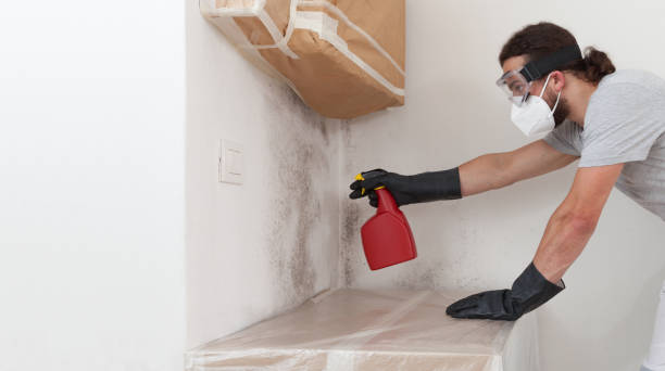 Professional Basement Mold Remediation technician working in Holly Springs, NC