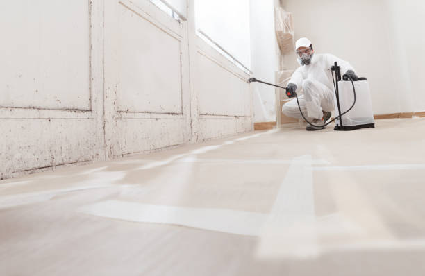 24/7 Emergency Basement Mold Remediation experts in Holly Springs, NC