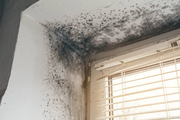 Affordable Basement Mold Remediation solutions in Holly Springs, NC