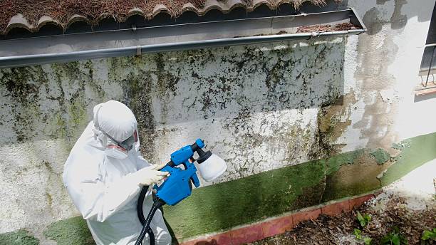Top rated local Basement Mold Remediation specialists in Holly Springs, NC